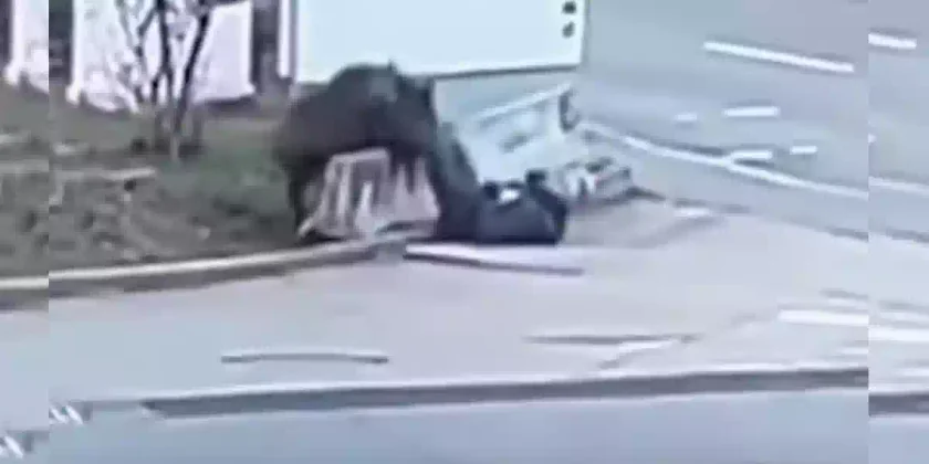 sanglier charge un homme à Stuttgart