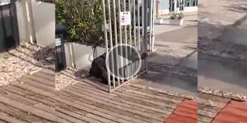 [Vidéo] Un sanglier coincé dans un portail