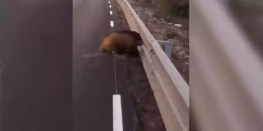 sanglier coincé dans une glissière