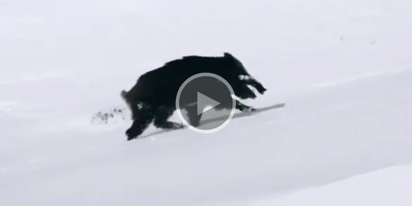 [Vidéo] Un gros sanglier lutte pour traverser les hauteurs dans la neige