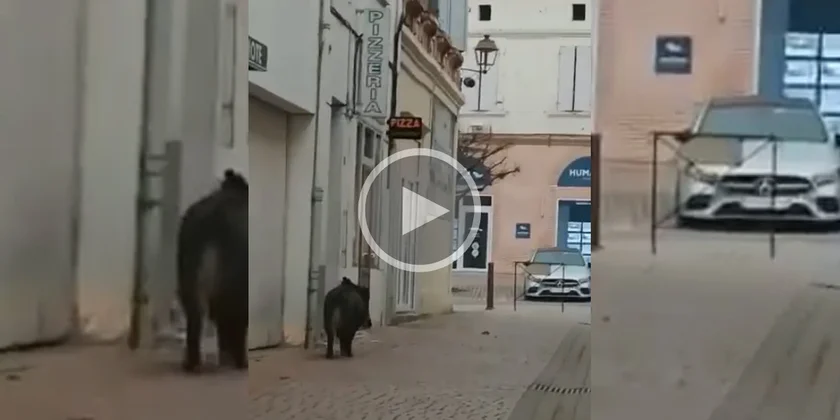 [Vidéo] Un gros sanglier se promène dans Samatan, capitale mondiale du foie gras