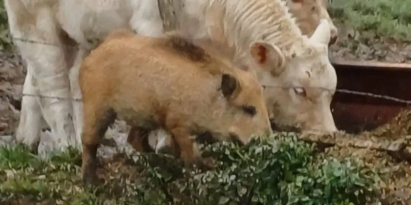 sanglier dans les vaches