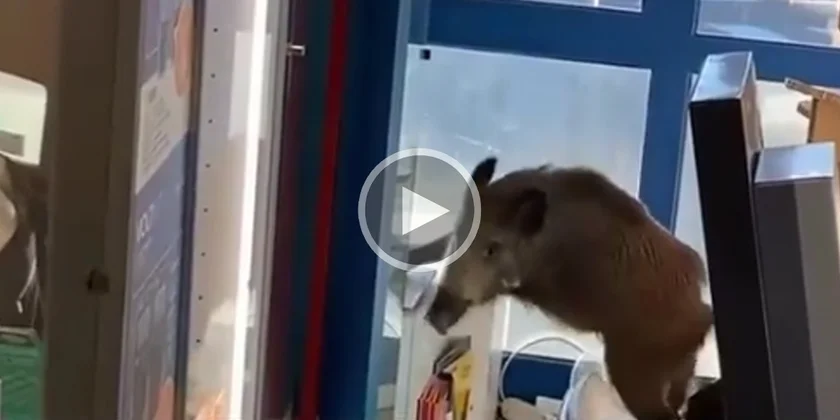 [Vidéo] Un sanglier fait irruption dans un magasin et saccage la vitrine