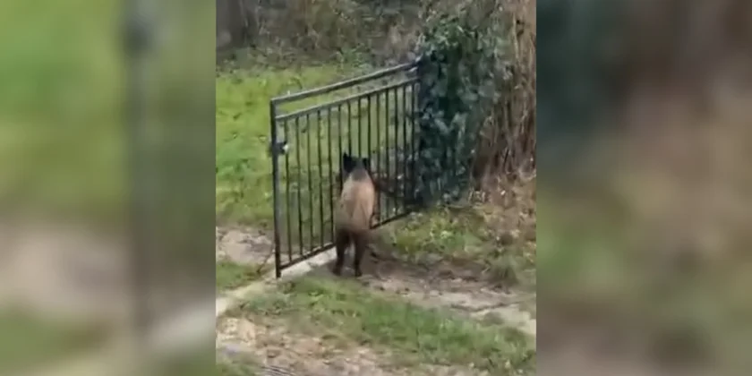 sanglier dans un portail