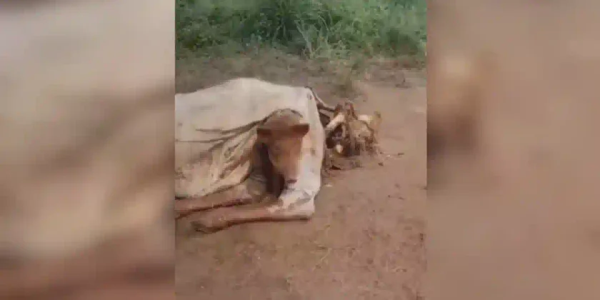 Sanglier dans une vache