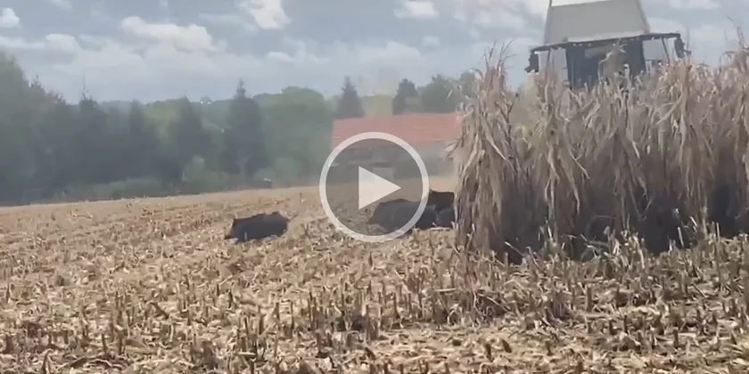 [Vidéo] Une compagnie de sangliers détale à la dernière seconde devant la moissonneuse
