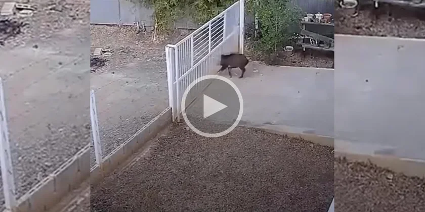 [Vidéo] Un sanglier démonte un portail avant de charger l’homme qui se trouve derrière