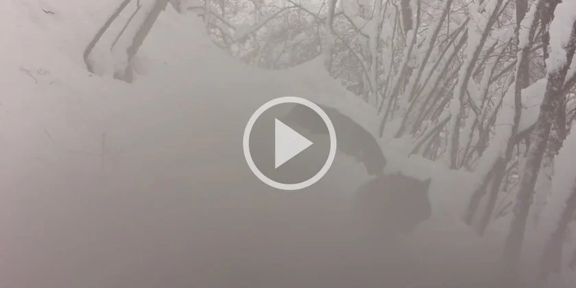[Vidéo] Un piège photo filme des sangliers en mode chasse neige