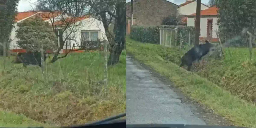 un sanglier fait un salto sur une cloture