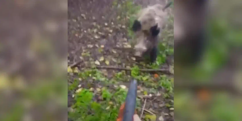 sanglier fonce sur un chasseur