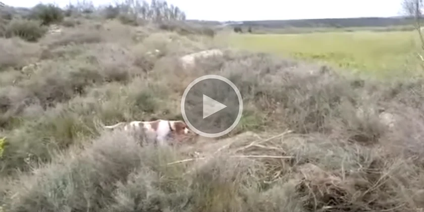 [Vidéo] Une réaction du sanglier que le chien n’avait surement pas prévu