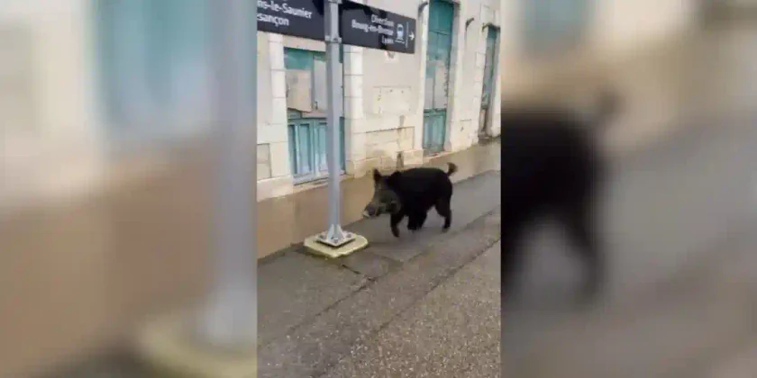 [Vidéo] Un sanglier a peur de manquer son prochain train