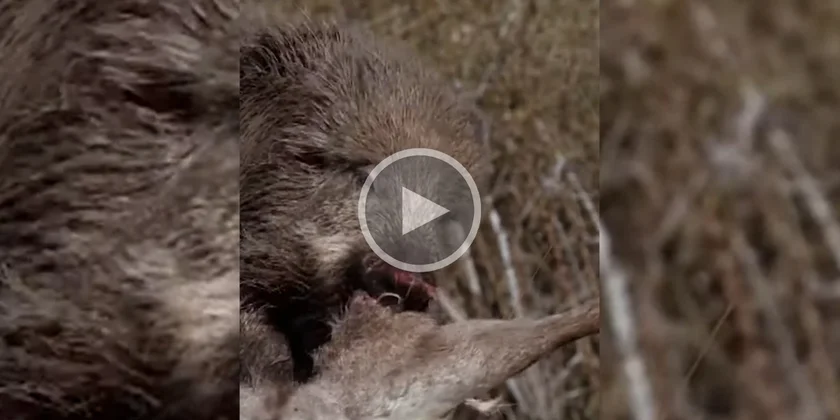 [Vidéo] Un sanglier se régale d’une carcasse de cervidé