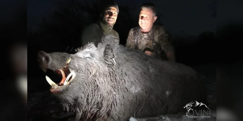 Sanglier monstre du Tadjikistan