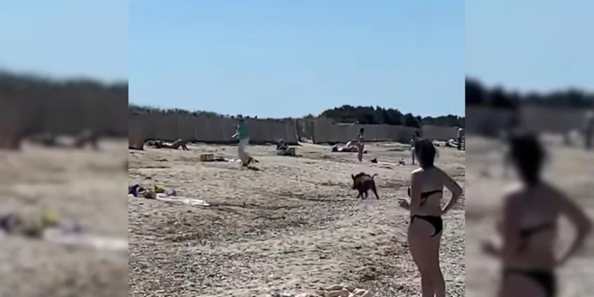 sanglier plage hyere