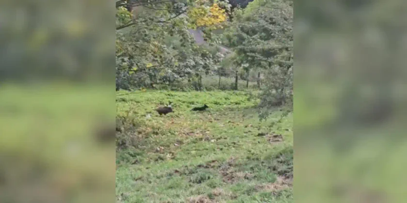 sanglier poursuit un chien