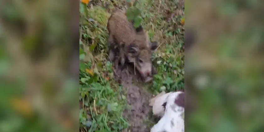 sanglier-poursuit-un-chien-dans-les-ronces