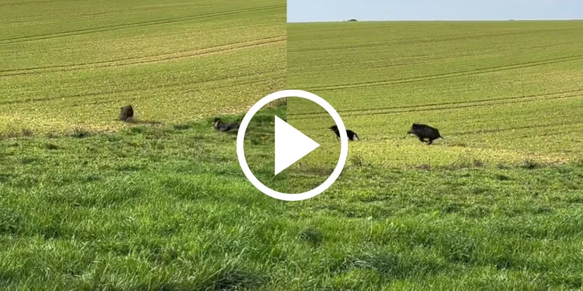 [Vidéo] Sanglier vs chien, qui chasse qui?