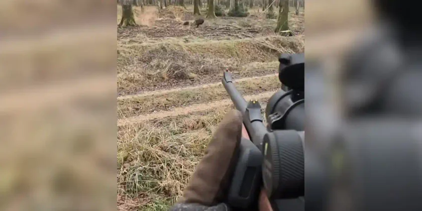 sanglier repris par un posté