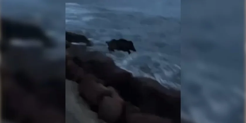 sanglier saute a la mer