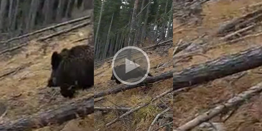 [Vidéo] Les obstacles ne sont pas un problème pour un sanglier en pleine course