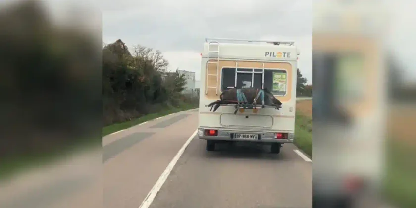 sanglier sur camping car