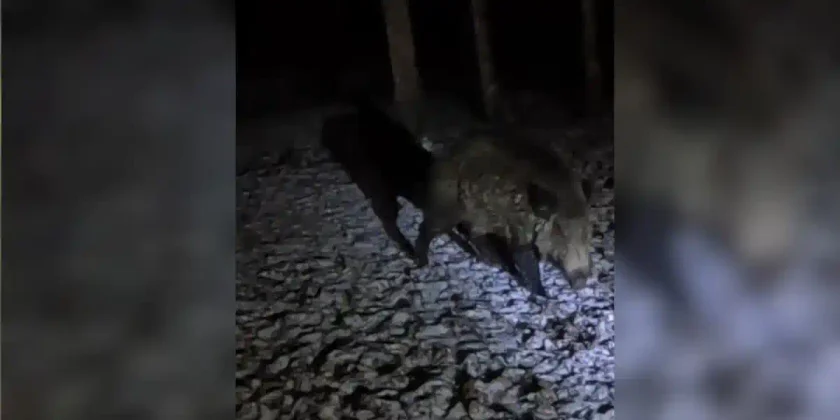 [Vidéo] Tomber sur un gros sanglier après une soirée d’affût