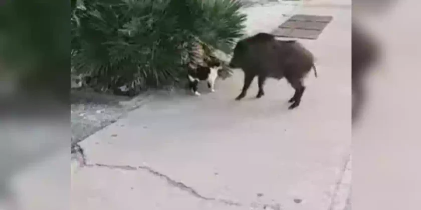 sanglier-vs-chat