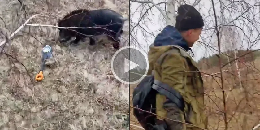 [Vidéo] Un géomètre obligé de se réfugier dans un arbre à cause d’un gros sanglier
