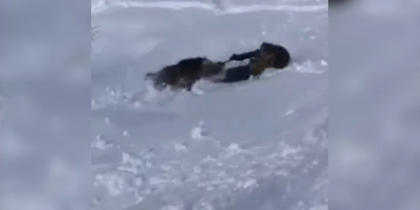 sanglier vs skieur