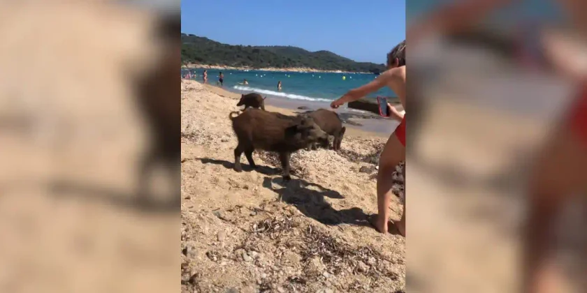[Vidéo] Des sangliers en balade amusent les enfants sur la plage