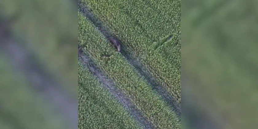 sangliers crop circle