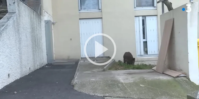 [Vidéo] Les habitants de Marseille totalement dépassés par l’invasion des sangliers