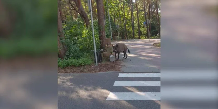 sangliers dans un parc polonais