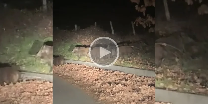 [Vidéo] Juste après un virage, un automobiliste tombe sur une compagnie de sangliers