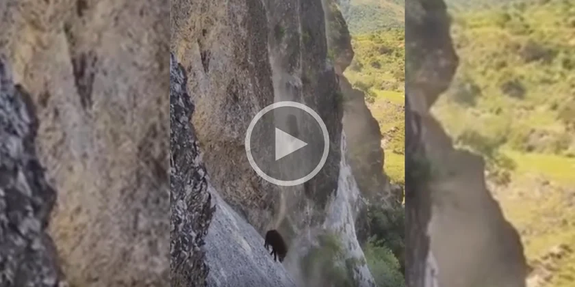 [Vidéo] Des sangliers descendent d’une paroi vertigineuse!