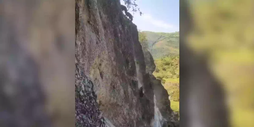 sangliers dévalent une falaise