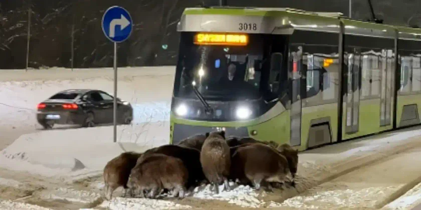 sangliers devant le tramway