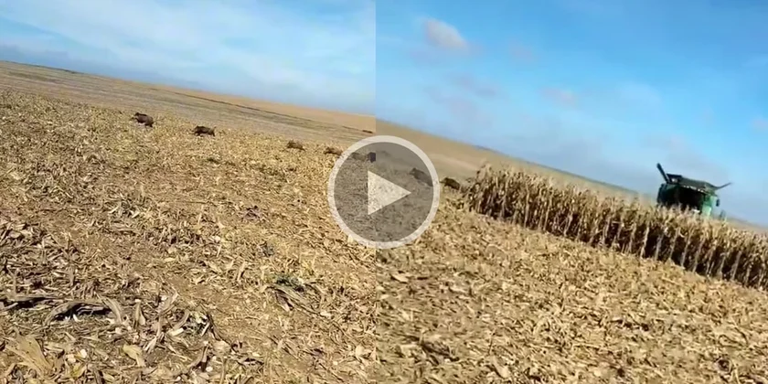 [Vidéo] Une compagnie de sangliers abandonne un carré de maïs juste devant la batteuse