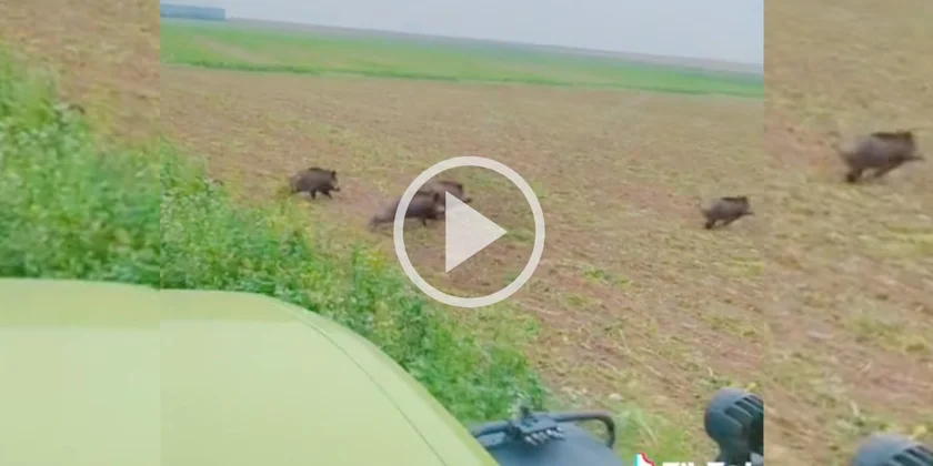 [Vidéo] Des sangliers déboulent de partout et fuient les couverts devant un tracteur