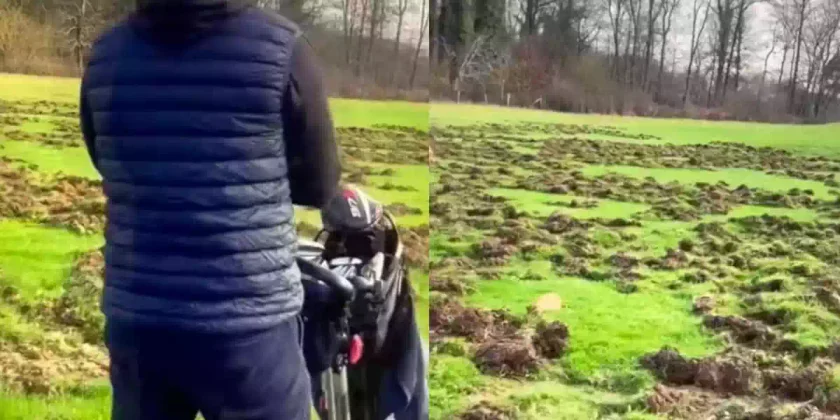 sangliers labourent un golf
