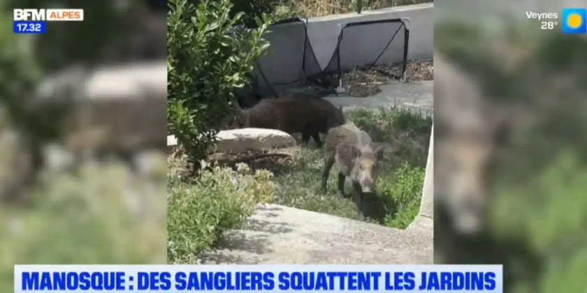 sangliers manosque