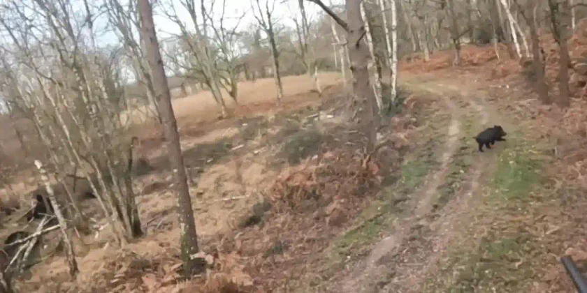 sangliers renards et cerfs au même poste