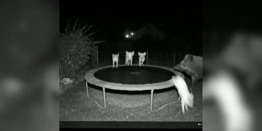 sangliers trampoline