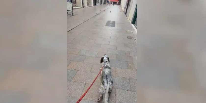 setter en mode chasse