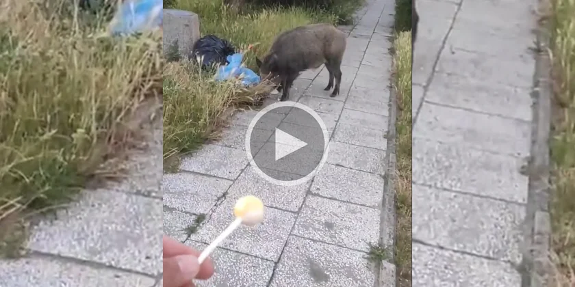 [Vidéo] Insolite : il donne une sucette à un sanglier