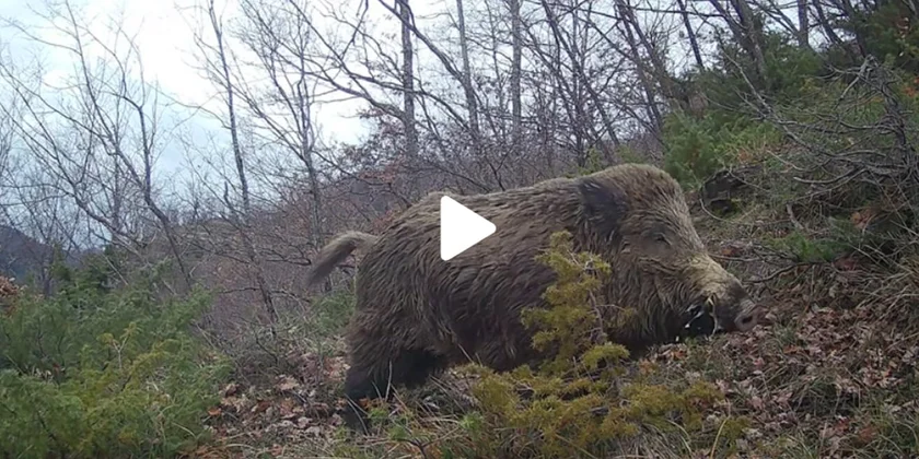 [Vidéo] Un superbe sanglier passe tranquillement devant un piège photo