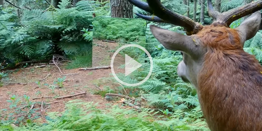 [Vidéo] Les réactions des animaux de la forêt face à leur reflet dans un miroir