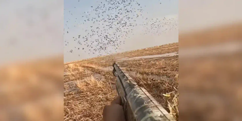 tir dans un paquet de pigeons