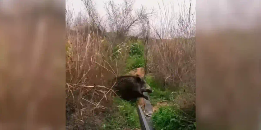 tir d'un sanglier dans les marais